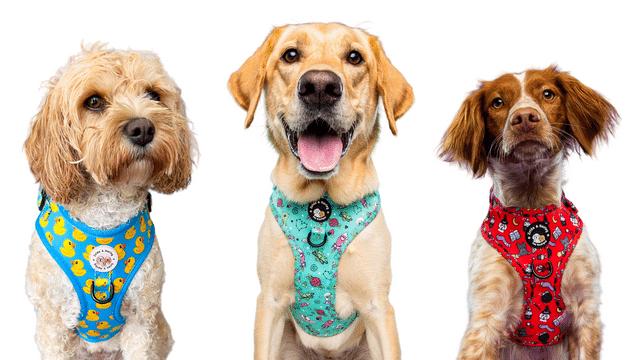 Cute Dog Harnesses Zelda Harley