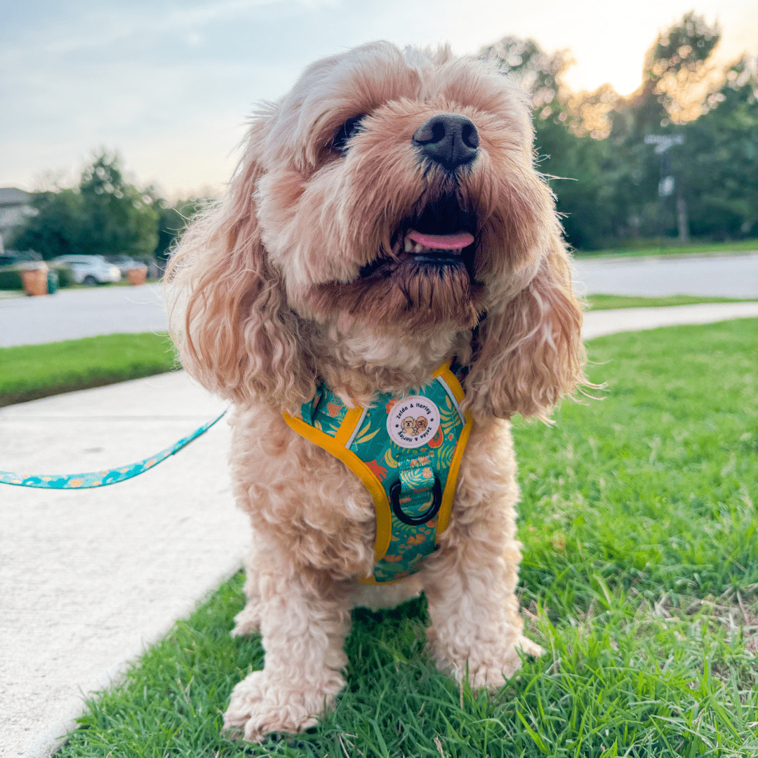 Zelda & Harley Harness Jungle Pawradise | Adventure No Pull Dog Harness