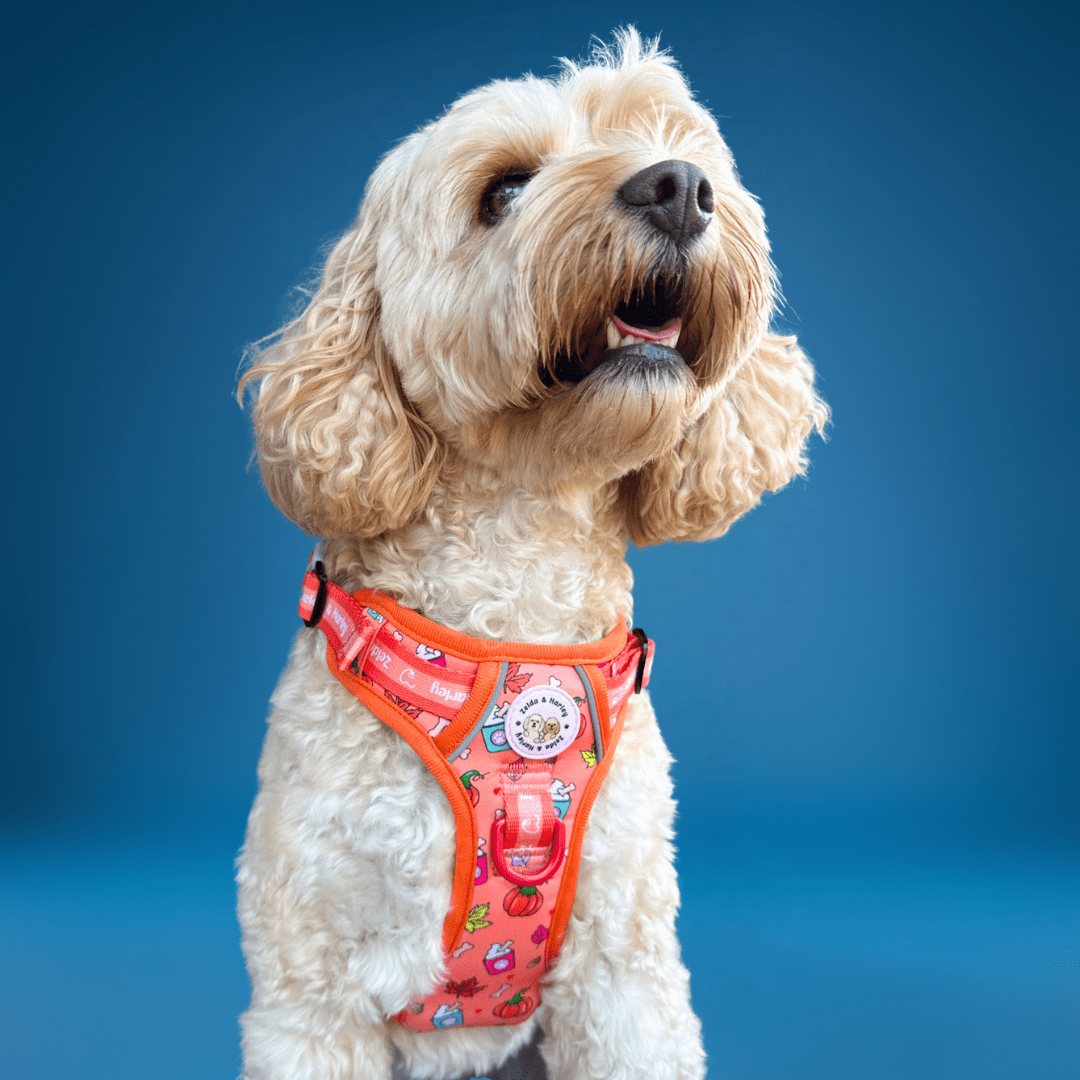 Zelda & Harley Harness Pupkin Spice - Adventure No Pull Harness