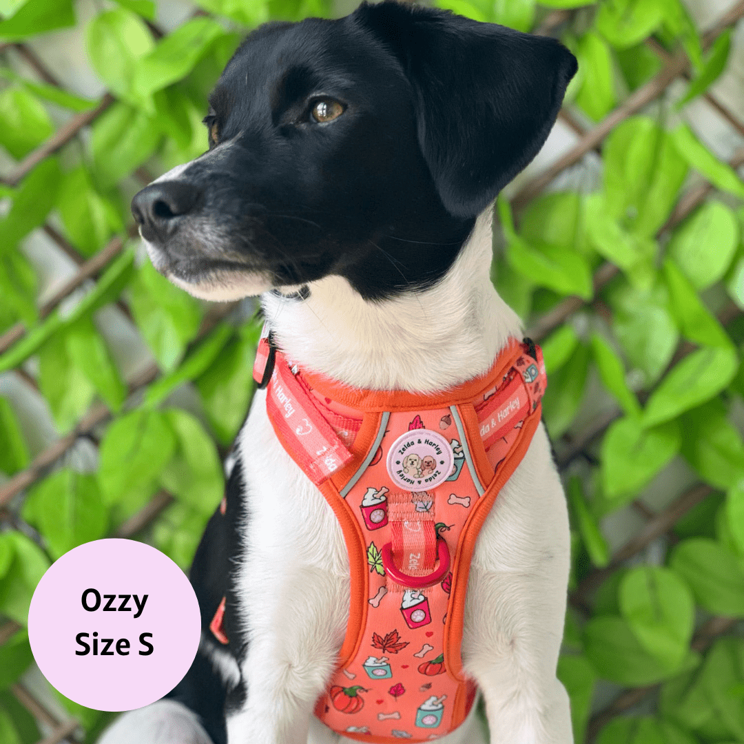 Zelda & Harley Harness Pupkin Spice - Adventure No Pull Harness