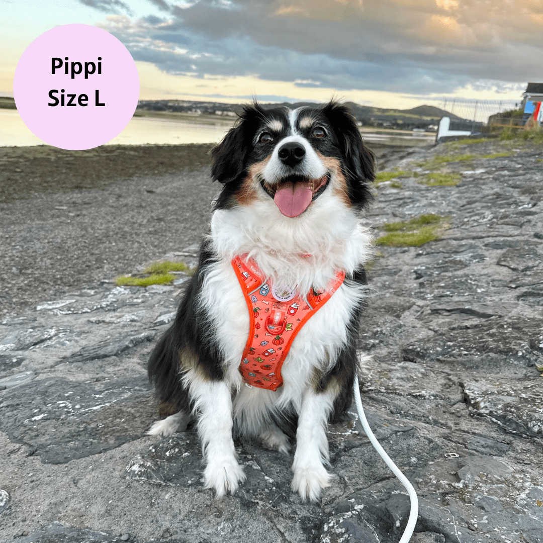Zelda & Harley Harness Pupkin Spice - Adventure No Pull Harness