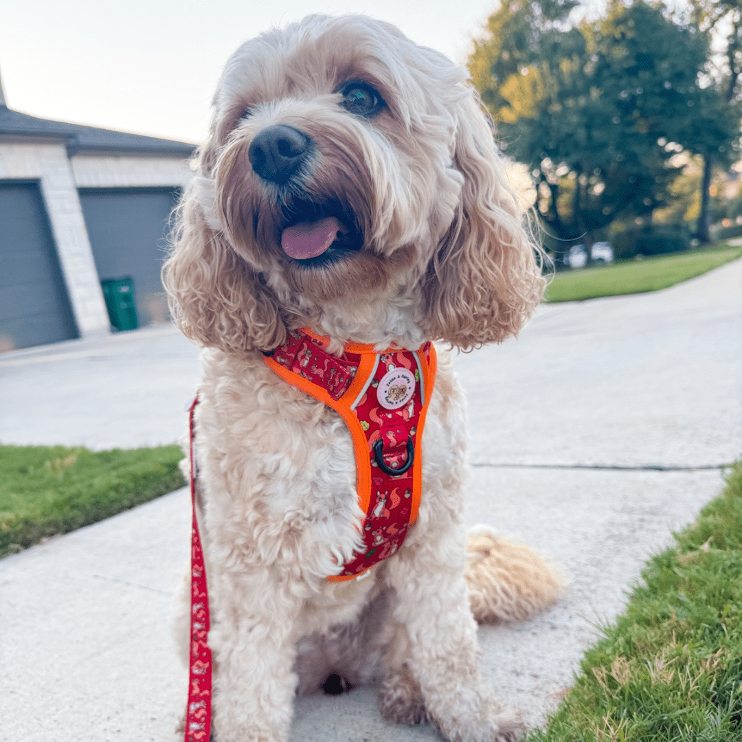 Zelda & Harley Harness Squirrel Pawtrol | Adventure No Pull Dog Harness