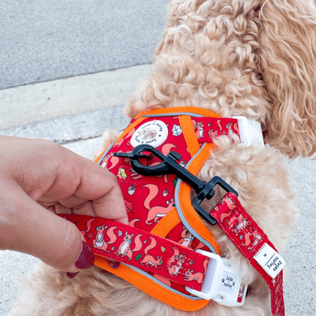 Zelda & Harley Harness Squirrel Pawtrol | Adventure No Pull Dog Harness