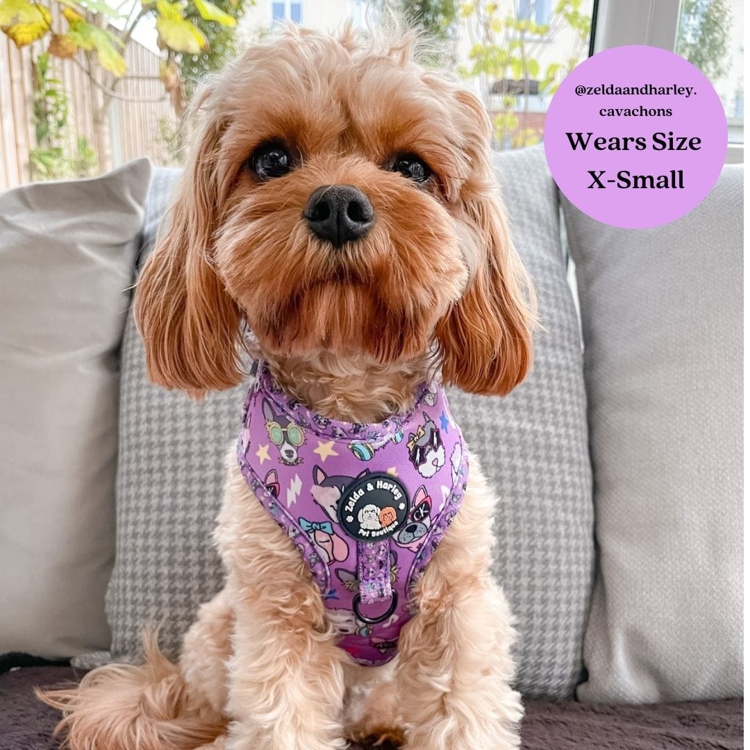 Zelda and Harley Harness Muttallica - D-Ring Adjustable Dog Harness