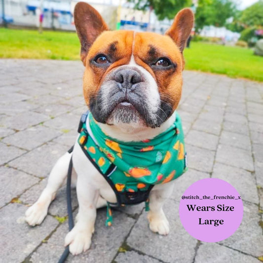 Zelda & Harley Bandanas Taco Chewsday Bandana