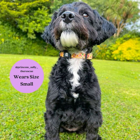 Zelda & Harley Collar Club Pupicana Collar