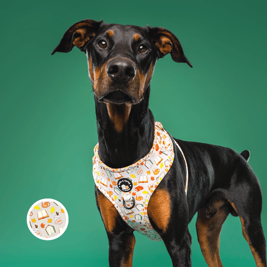 Zelda & Harley Harness Pawtumn Paws - D-Ring Adjustable Dog Harness
