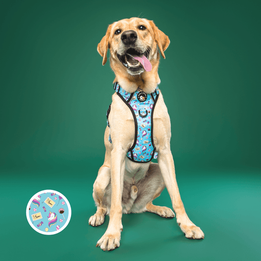 Zelda & Harley Harness Sugar, Spice, and Everything Nice - Adventure No Pull Harness