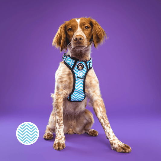 Zelda & Harley Harness Zig Zag Wag Pastel Blue- Adventure No Pull Harness