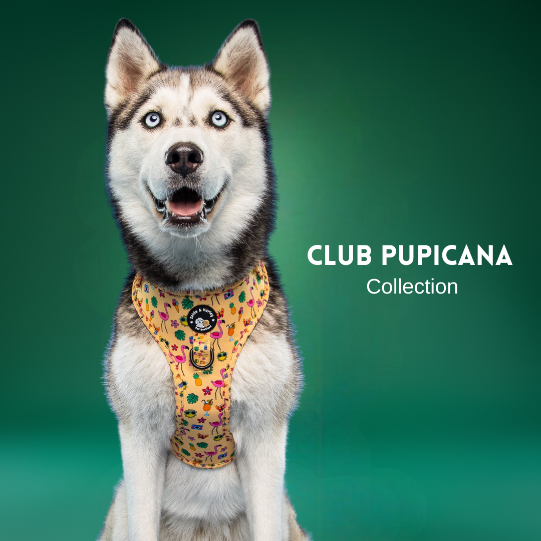 Club Pupicana