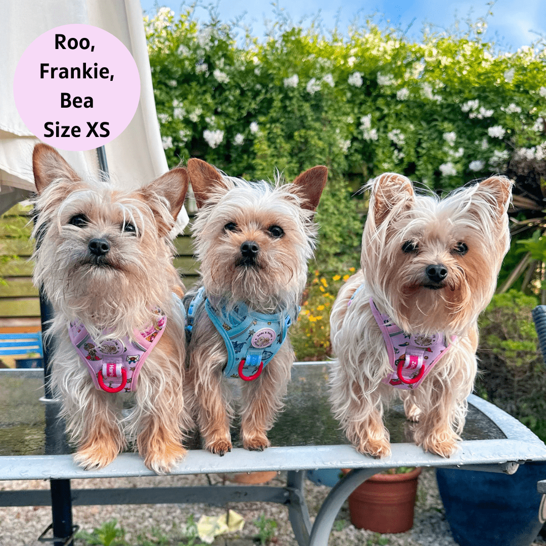Zelda & Harley Harness Pup Charming - Adventure No Pull Harness