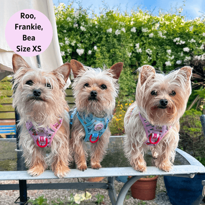 Zelda & Harley Harness Pup Charming - Adventure No Pull Harness