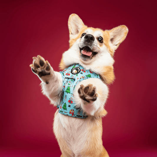 Zelda & Harley Harness The Muttcracker - No Pull Adjustable Dog Harness