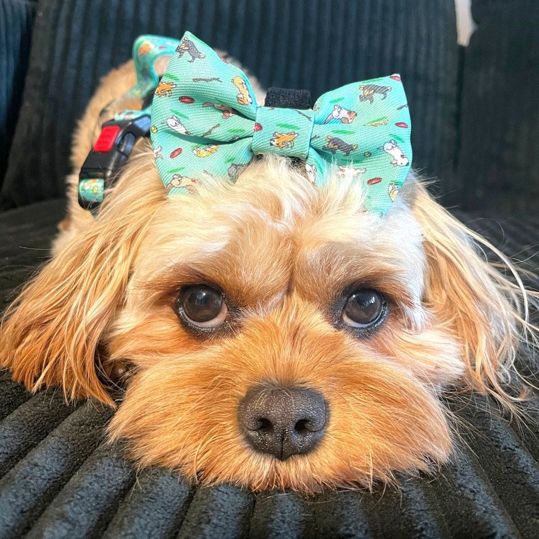 Zelda & Harley Bow Zoomies Bow Tie