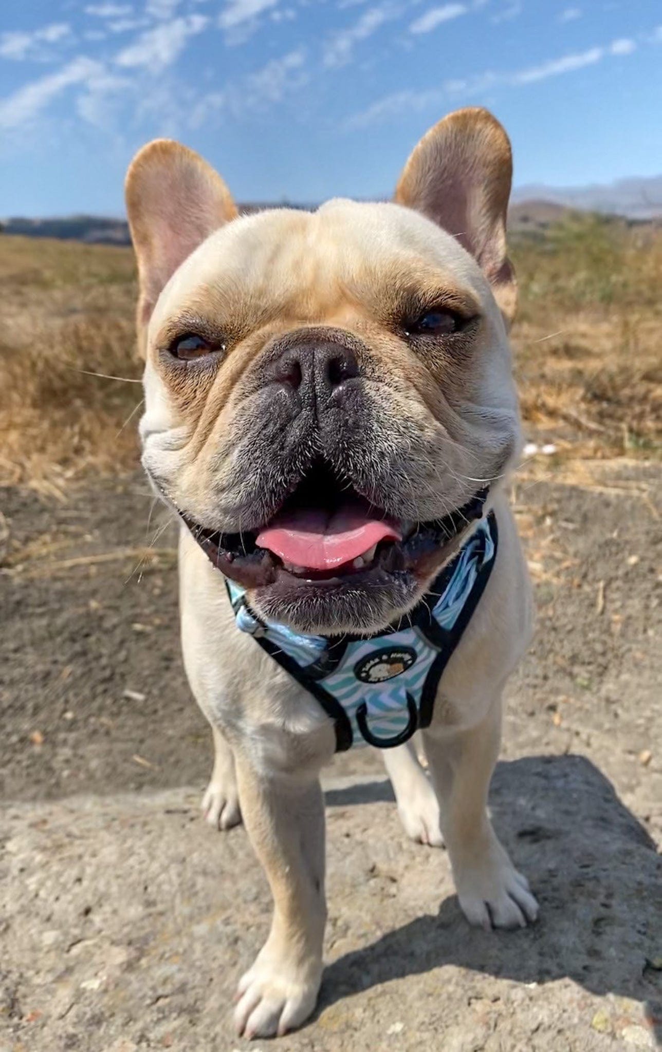 Zelda & Harley Harness Zig Zag Wag Pastel Blue- Adventure No Pull Harness