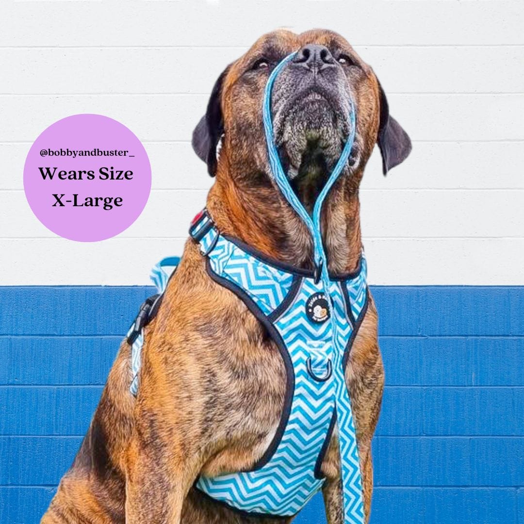 Zelda & Harley Harness Zig Zag Wag Pastel Blue- Adventure No Pull Harness